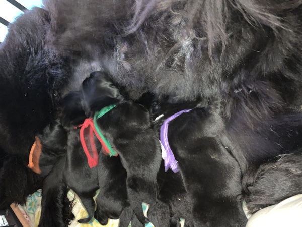次回出産予定8月中旬です 犬の販売 694