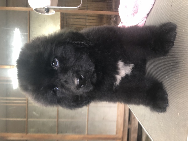 次回出産は11月下旬です 犬の販売 702