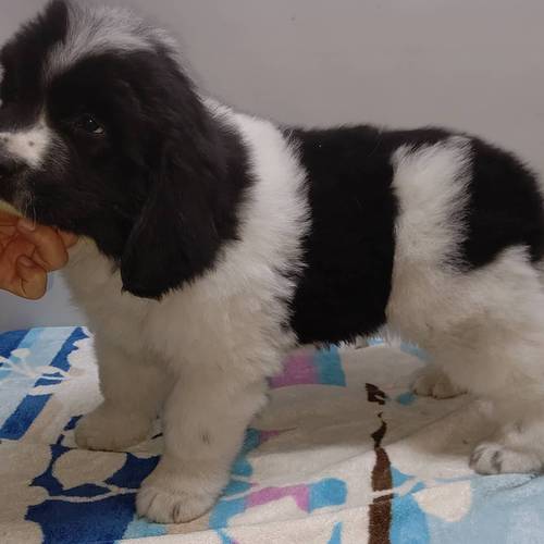 素晴らしいランドシーアです! 犬の販売 709