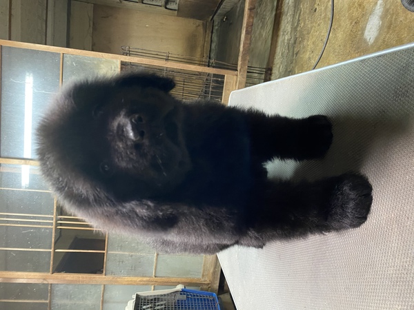 女の子1頭になりました 犬の販売 710