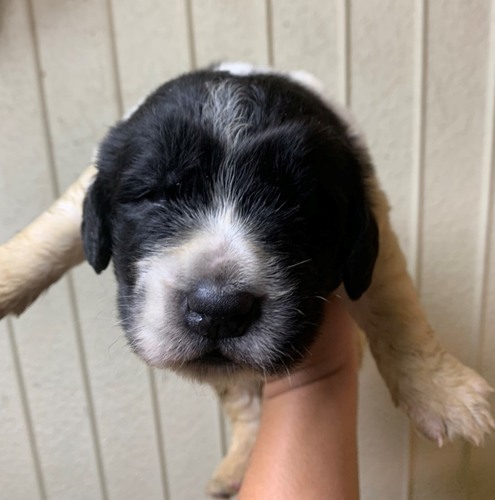 ☆可愛いニューファン生まれました☆ 犬の販売 720