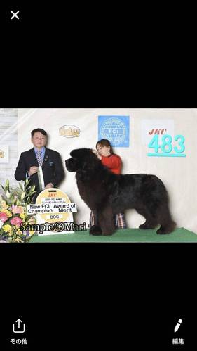 素晴らしいニューファンドランドです。 犬の販売 722