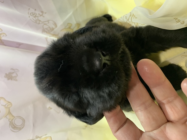 次回の出産予定は一月となります。 犬の販売 729