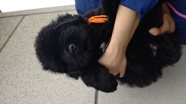 次回出産予定は6月です!予約受付中。 犬の販売 730