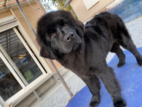 優良血統可愛い子犬 犬の販売 732