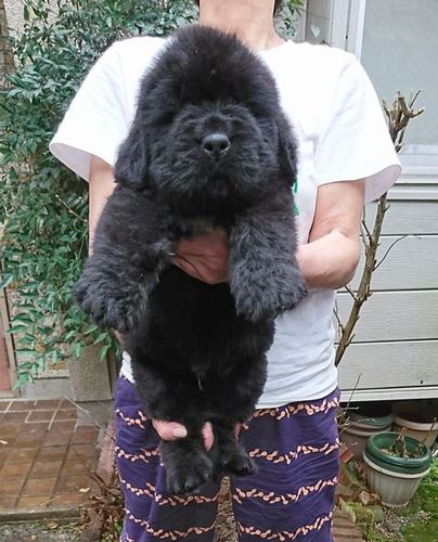 ニューファン生まれてます(^^♪ 犬の販売 735