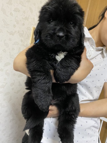 血統優秀ニューファンドランド生まれています! 犬の販売 741