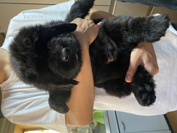 血統優秀ニューファンドランド産まれてます 犬の販売 743