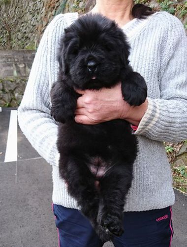 ニューファン女の子 犬の販売 748