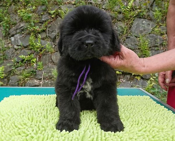 ニューファンドランド生まれました 犬の販売 750