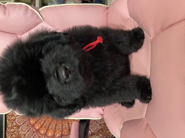 オーナー様決定ありがとうございました 犬の販売 751