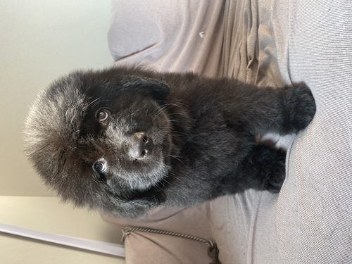 血統優秀な子犬 犬の販売 755
