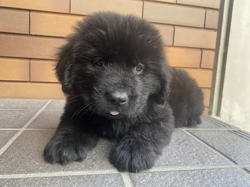 販売終了 犬の販売 756