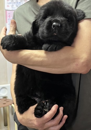 ニューファンドランド 犬の販売・譲渡 759 11月末、2胎出産予定です‼️