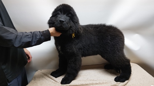 ニューファンドランド 犬の販売・譲渡 770 血統優秀ニューファンドランド生まれています❗️