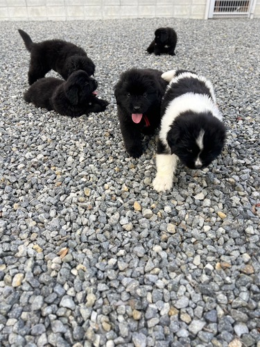 ニューファンドランド 犬の販売・譲渡 772 血統優秀ニューファンドランド生まれています❗️