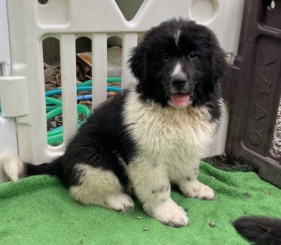 可愛い仔犬産まれました。 犬の販売 774