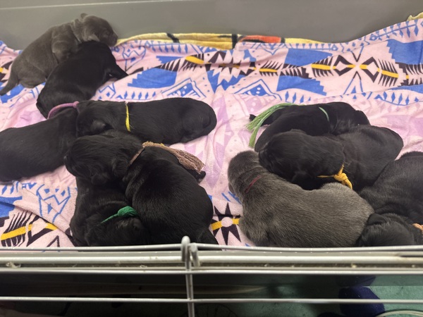 素敵なオーナー様に出逢えました 犬の販売 777