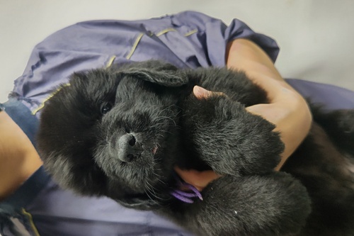 ニューファンドランド 犬の販売・譲渡 781 血統優秀ニューファンドランド生まれています❗️