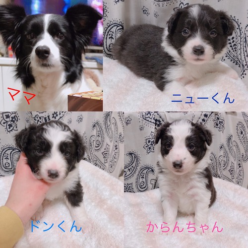 ボーダーコリー子犬お譲りいたします♪ No.4248 ボーダー・コリー 犬の出産情報・子犬販売