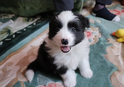 遺伝性疾患の心配のない良血統の子犬達です 犬の販売 4261