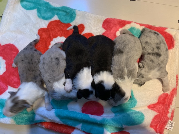 可愛い子犬生まれてます 犬の販売 4269