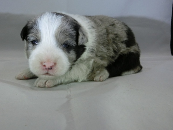 ブレーズのしっかりしたフルカラーのブルーマールです 犬の販売 4270