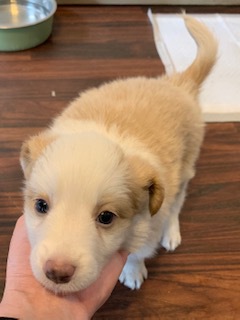 とても可愛く、人間が大好きな仔です。健康状態良好! 犬の販売 4297