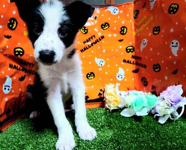 飼い主様決まりました!ありがとうございました! 犬の販売 4301