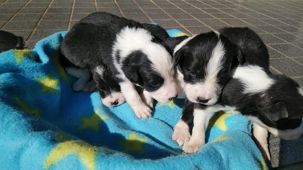 可愛いボーダー産まれました。 犬の販売 4312