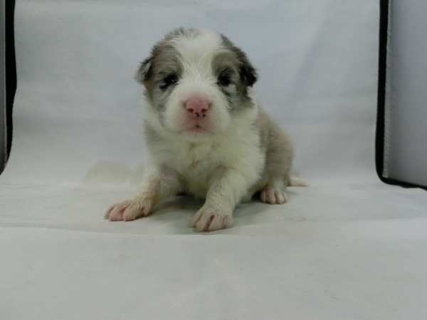 とっても可愛く元気で健康な赤ちゃんが生まれました! 犬の販売 4324