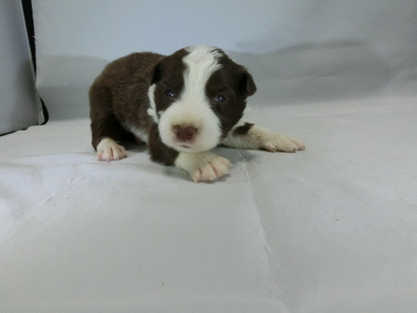 とっても可愛く元気で健康な赤ちゃんが生まれました! 犬の販売 4332