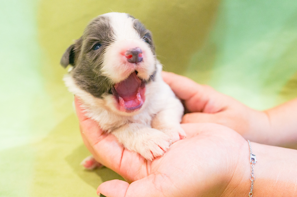 決まりました。 犬の販売 4362