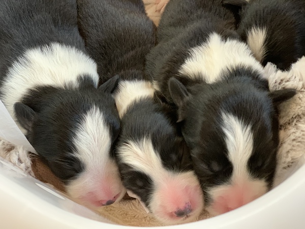 仔犬産まれました★ 犬の販売 4372