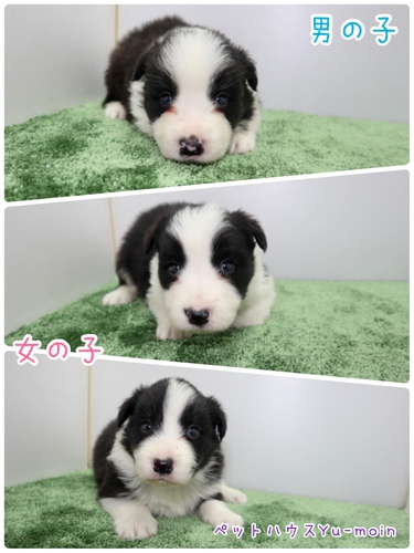 ご家族様が決まりました♪ 犬の販売 4411