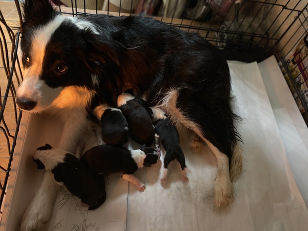 可愛いボーダーコリーの子犬達 犬の販売 4416