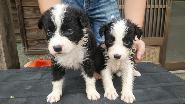 可愛いボーダー生まれました。 犬の販売 4419