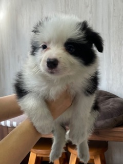 ボーダーコリーのかわいい子供たちオス、メスです。 犬の販売 4430