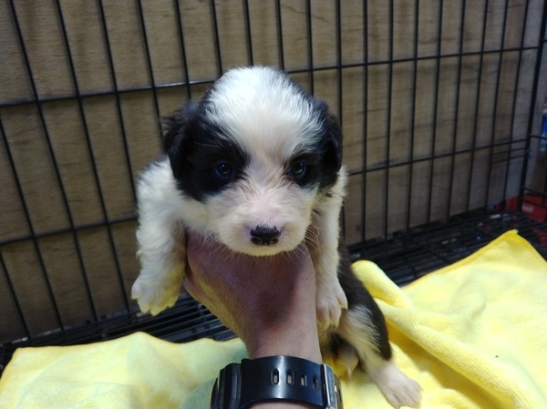 可愛いボーダー生まれました。 犬の販売 4442