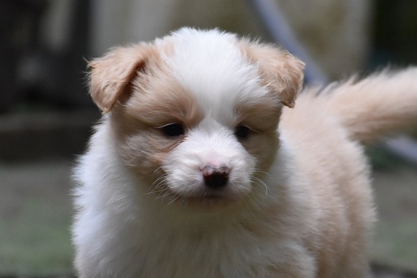 レッドの男の子 犬の販売 4453