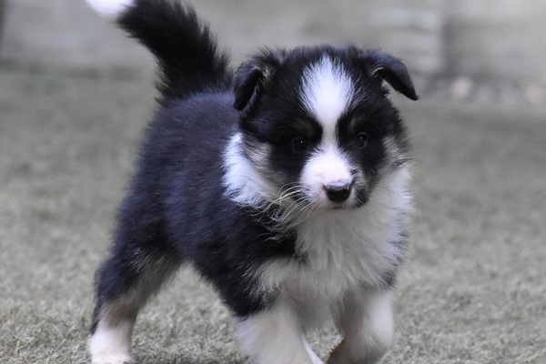 小ぶりなトライカラー 犬の販売 4454