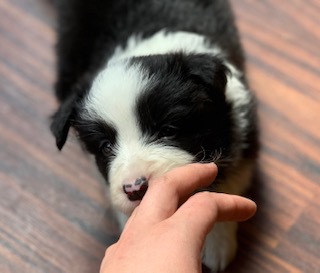 とってもかわいい子ですよ!! 犬の販売 4459