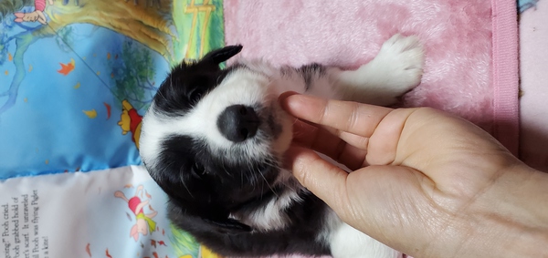 件名なし 子犬販売の情報 犬の販売 4466