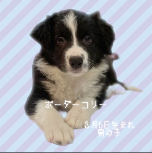 j̎q^_^ ̔̔ 4486