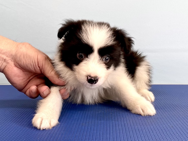 小ぶりな両親から産まれました。 犬の販売 4488
