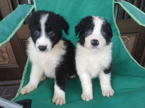 賢いボーダーコリー産まれました。 犬の販売 4496