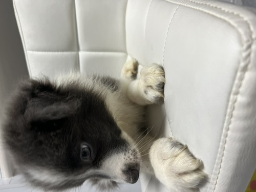 人懐っこい男の子 犬の販売 4499