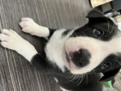 ボーダー・コリー 犬の販売・譲渡 4524 スムースボーダーコリー