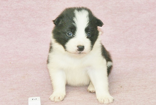 ボーダー・コリー 犬の販売・譲渡 4525 小ぶりな女の子