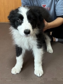ボーダー・コリー 犬の販売・譲渡 4534 家族が決まりました